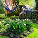 Strelitzia Reginae Live Plant, White Bird Of Paradise Houseplant Decor