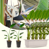 Strelitzia Reginae Live Plant, White Bird Of Paradise Houseplant Decor
