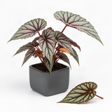 3 White Pink Spot Begonia Maculata Live Plants, Angel Wing, 5-9 Inches Tall
