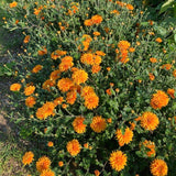 3 Orange Mum Live Plants, 5-7 Inch Starters For Spring Garden Border Flower