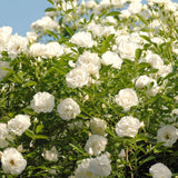 Live White Climbing Rose Plant, Starter Size 5-9 Inches, Ready To Plant