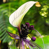 Live White Tacca Houseplant In 4 Inch Pot, Rare Indoor Flowering Plant