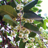 Live Black Jambu Plum Fruit Tree, 6-8 Inch Plant For Home Orchard Garden