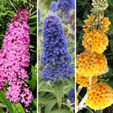 Live Butterfly Bush Shrub, Random Variety, 5-9 Inches Tall, Summer Blooms