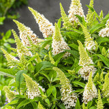 Live Butterfly Bush Shrub, Random Variety, 5-9 Inches Tall, Summer Blooms