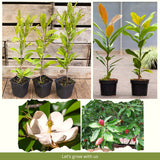 Live Sweetbay Magnolia Plant, 6-12 Inch Ornamental Tree, 4 Inch Pot Size