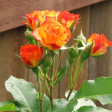 Orange Yellow Climbing Rose Live Plant, Fragrant Multi Rose, Bare Root