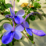 Live Clerodendrum Plant, Blue Butterfly, Chain Of Glory, 5-9 Inches Tall