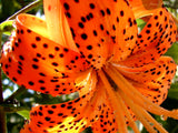 5 Orange Tiger Lily Flower Bulbs, Turks Cap Roots Ready For Garden Planting