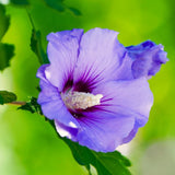 Live Purple Rose Of Sharon Shrub, 6-13 Inch Tall, Summer Garden Blooms