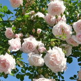 Light Pink Climbing Rose Live Plant, Fragrant Reblooming Flowering Bush