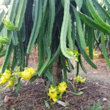 Live Yellow Dragon Fruit Plant, 6 Inch Tall Fruit Plant For Garden Growing