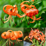 10 Orange Turks Cap Lily Bulbs, Tiger Lily Live Flowers For Outdoor Beds