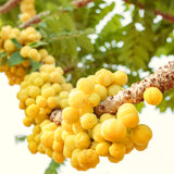 Live Star Gooseberry Plant, 2-3 Ft Tall Tropical Fruit Tree For Planting