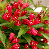6-12 Inch Red Weigela Live Plant, Potted Ornamental Shrub For Garden Beds