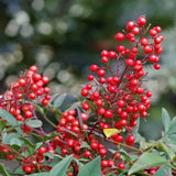 Live Nandina Shrub Plant, 6-9 Inches Tall, Well Rooted In 2.5-Inch Pot