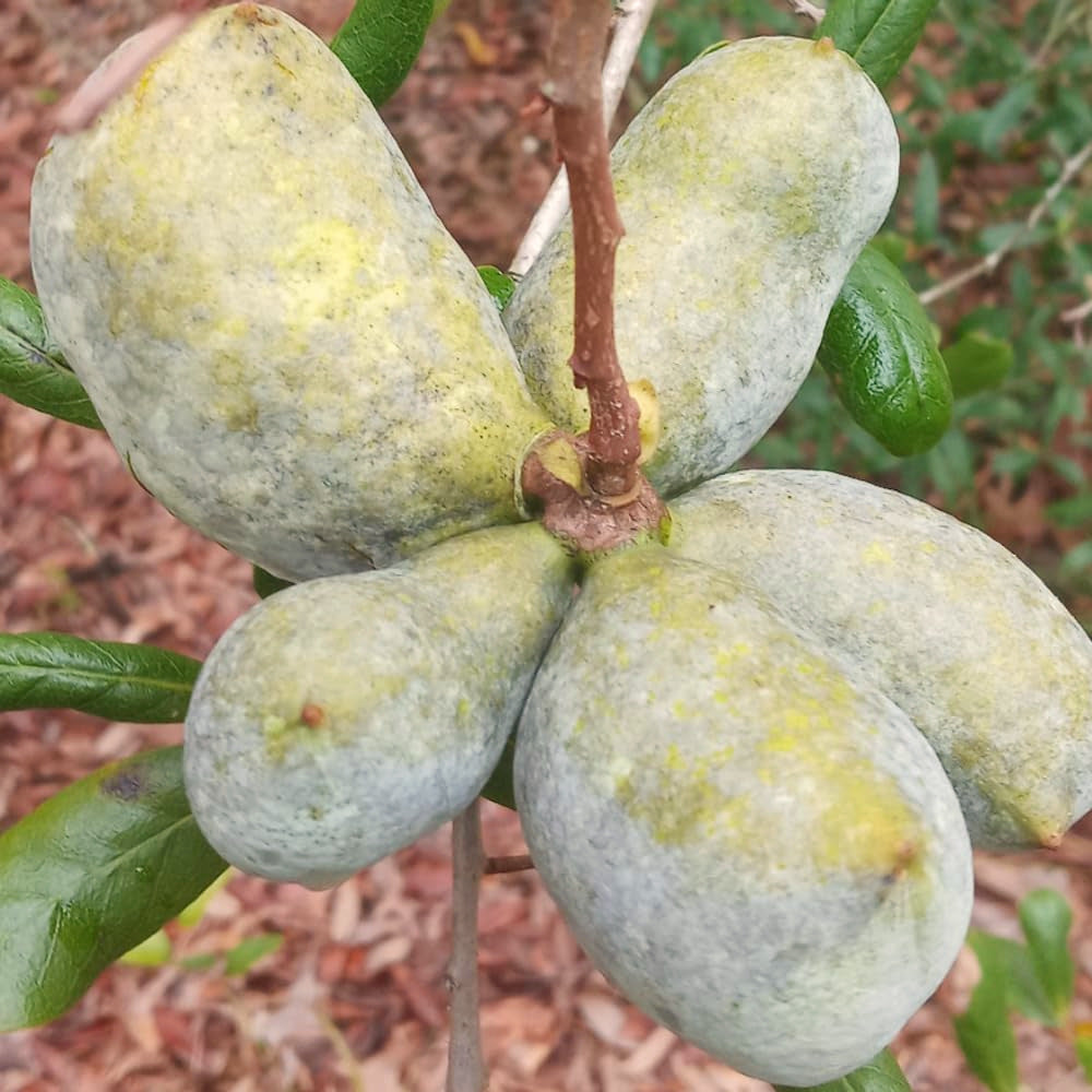Live Pawpaw Tree Plant, 6-12 Inches Tall, Quart Pot, 1 Year Old Paw Paw