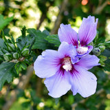 Live Purple Rose Of Sharon Shrub, 6-13 Inch Landscape Flower Plant In Pot