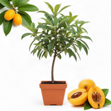 Live Loquat Fruit Tree In Gallon Pot, Hardy Plant For Garden, 2-3 Ft Tall