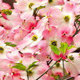 Pink Flowering Dogwood Tree, 6-12 Inches Tall In A 2.5 Inch Pot, Live Plant