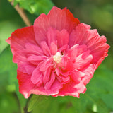 Live Red Rose Of Sharon Bush, 6-14 Inch Potted Purple Hibiscus Garden Shrub