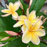 Yellow Plumeria Frangipani Live Tropical Plant, 1-2 Ft Tall, 1 Gallon Pot