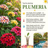 3 Plumeria Cuttings, Mixed Frangipani Varieties, Approximately 5-8 Inch
