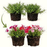 2 Live Mixed Creeping Phlox Starter Plants, 2-5 Inch Flowering Ground Cover