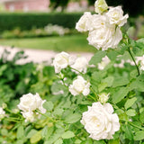 Live White Rose Bush, Fragrant Flower Plant For Gardens, 5-10 Inches Tall