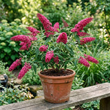 Buddleia Shrub, Raspberry Blooms, Compact 4-7 Inch Perennial Garden Plant