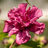 Live Red Rose Of Sharon Shrub, 6-14 Inch Potted Flowering Althea Plant