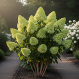 Live Hydrangea Garden Shrub, Yellow-Green Large Blooms, 5-10 Inches Tall