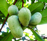 Live Pawpaw Fruit Tree In Pot, 6-12 Inch Plant For Outdoor Garden Planting