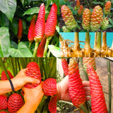 Live Red Awapuhi Shampoo Ginger Plant, 5-9 Inches, For Patio Containers