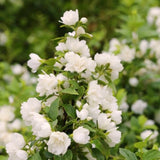 Live Mock Orange Bush, 10-Month-Old White-Flower Plant, Ready To Plant