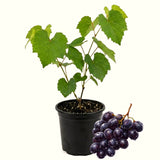 Live Black Muscadine Grape Vine For Outdoors, 6-12 Inches Tall, 4-Inch Pot