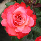 Live Coral Rose Bush, 5-10 Inch Heirloom Plant For Beds And Containers