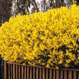 Live Forsythia Shrub For Pots, Lynwood Gold Golden Bells, 6-14 Inches Tall