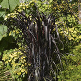 2 Live Fountain Grass Plants, 5-9 Inch Ornamental Landscape Border Grass