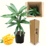 Live Mango Fruit Tree In Gallon Pot, Outdoor Garden Plant For Full Sun