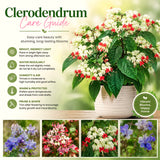 2 Random Clerodendrum Live Plants, 4-8 Inch Tropical Indoor Outdoor Vine