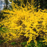 Yellow Forsythia Live Shrub, 14-18 Inches Tall In A Gallon Pot, Well Rooted