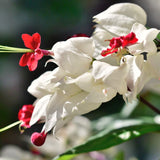 3 Live White Bleeding Heart Vine Plants, Bell-Shaped Flowers, 5-10 In.