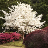 3 White Dogwood Live Trees, 12-24 Inch Outdoor Plants, Cold Hardy Blooms