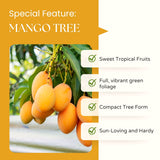 Live Sweet Mango Tree, 20-22 In Tall Tropical Fruit Plant In Gallon Pot