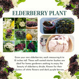2 Live Black Elderberry Bushes, 6-12 Inch Tall Perennial American Plants