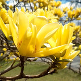 Live Yellow Bird Magnolia Flowering Tree, Blooms, 6-12 Inches, 2.5-Inch Pot