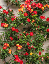 Live Climbing Rose Plant, Red Orange And Yellow Blooms, 5-9 Inches Tall