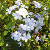 3 White Plumbago Live Plants, 4-6 Inch Tropical Perennial Flower Shrubs