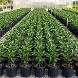 Live Black Plum Fruit Tree Plant, 22-26 Inch Tall, 1 Gallon Pot For Gardens